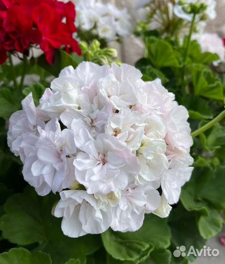 Ив Белая Ладья пеларгония