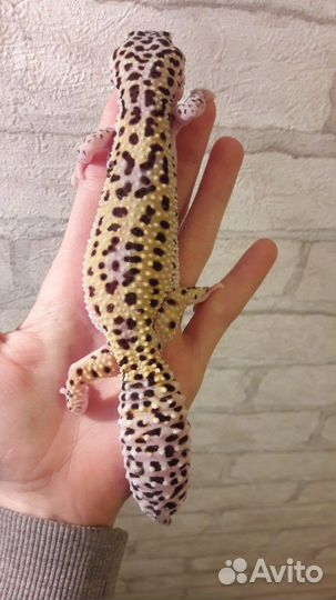 Передержка экзотических питомцев(грызуны/рептилии)