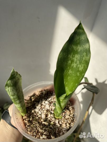 Сансевиерия две