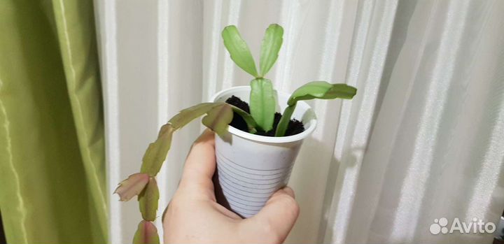 Декабрист шлюмбергера