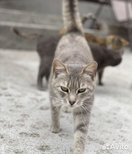 Кошки в добрые руки даром