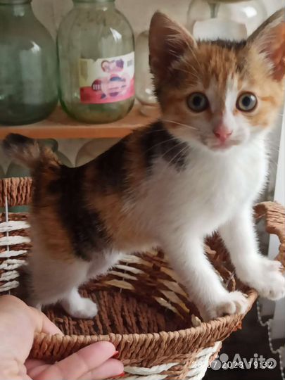Трехцветная кошечка 2 мес