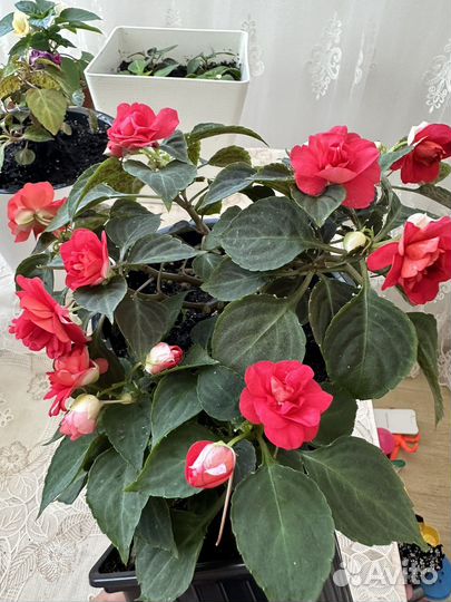 Бальзамин 8 махровых сортов