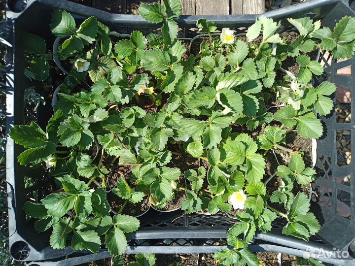 Саженцы клубники Купчиха в ящиках