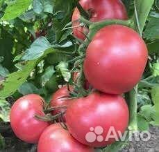 Ранний низкорослый томат ав 530 япония F1