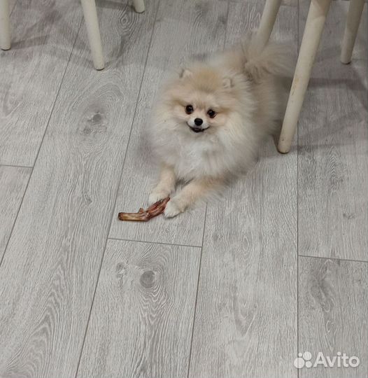 Померанский шпиц