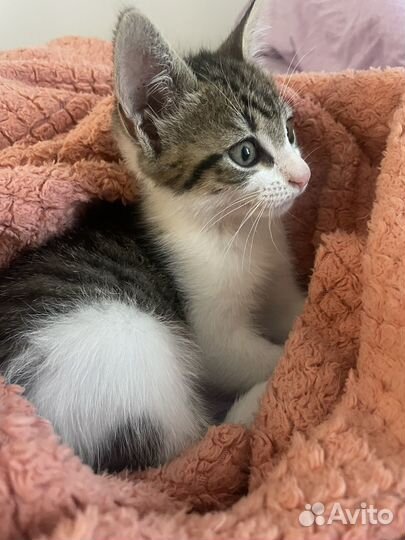 Котенок девочка 2мес