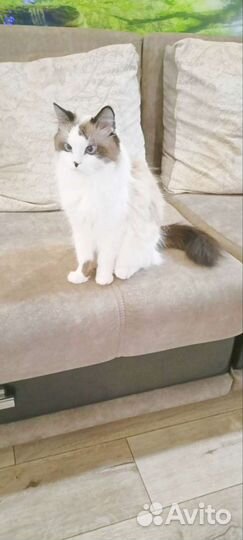 Кошка Рэгдолл вязка