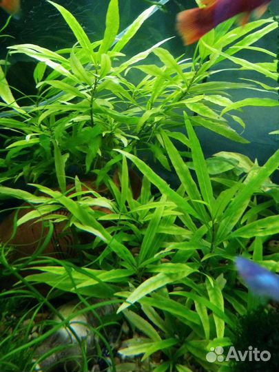 Аквариумные растения