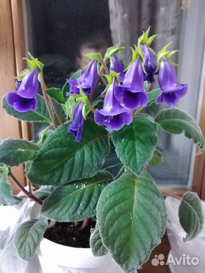 Глоксиния Тидея