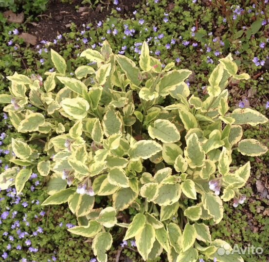 Ранние многолетники