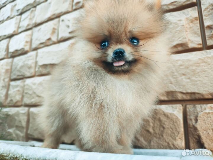 Померанский шпиц медвежьего типа