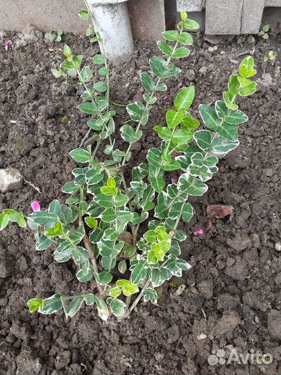 Бересклет форчуна