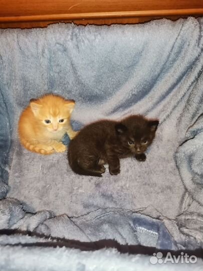 Котята в добрые руки бесплатно коты оба