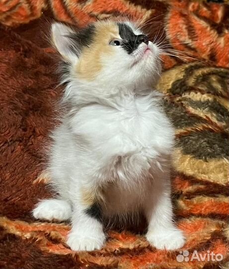 Котята мей кун