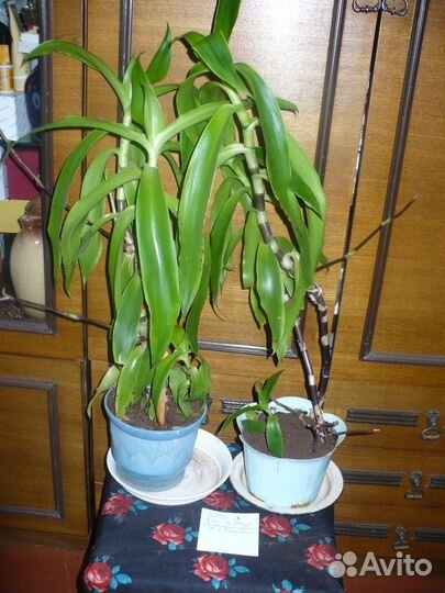 Золотой ус лекарственный