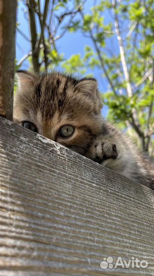 Шотландские вислоухие котята