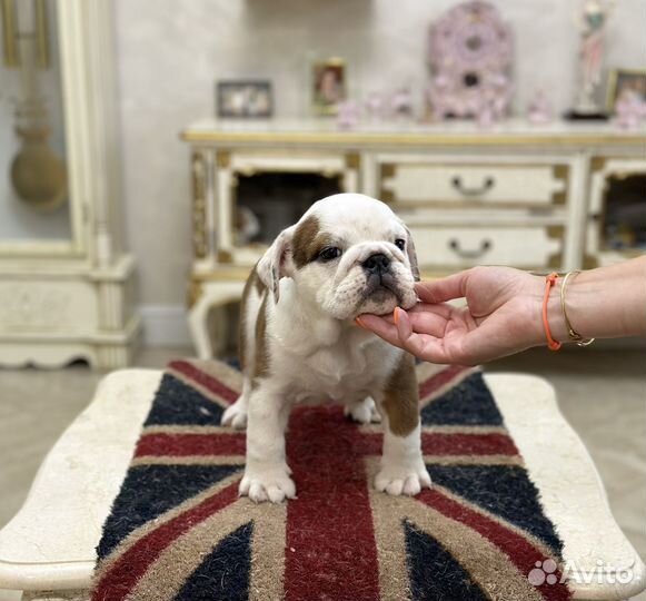 Английский бульдог