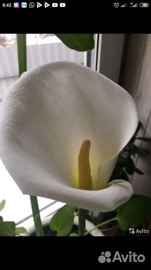 Калла эфиопская