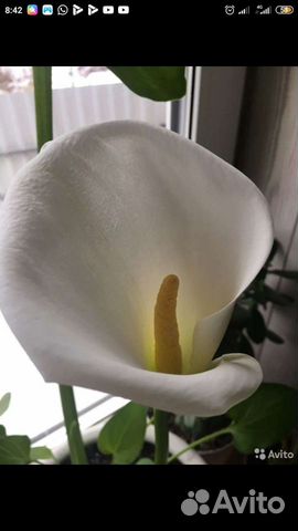 Калла эфиопская