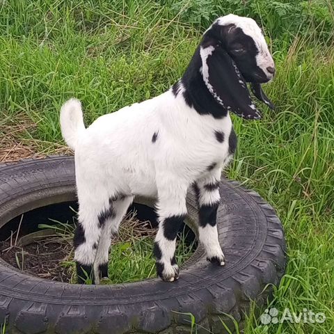 Козёл Камори75, козы дойные(покрытые), некози