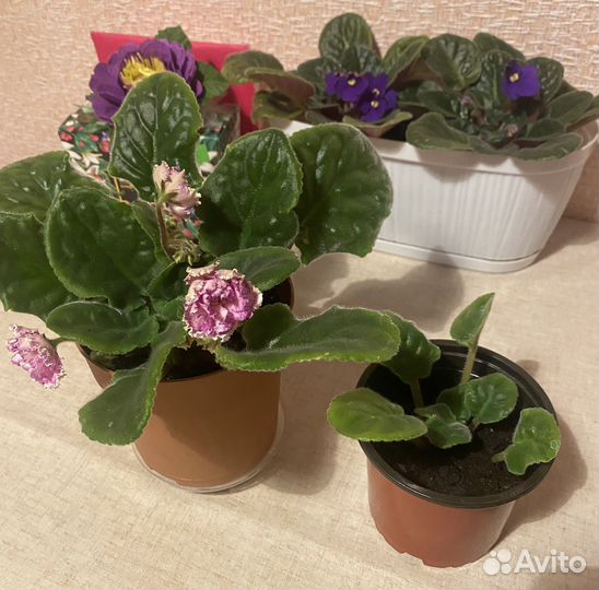 Фиалка в горшке