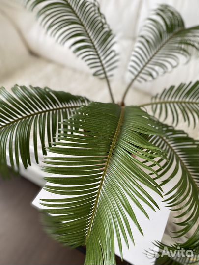 Пальма цикас