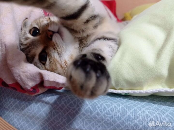 Шотландская вислоухая кошечка