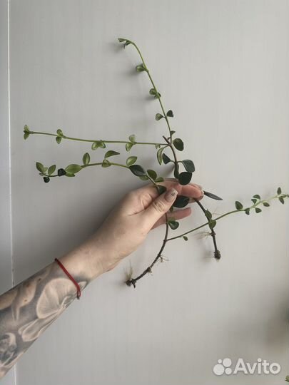 Фуксия немантантус хойя