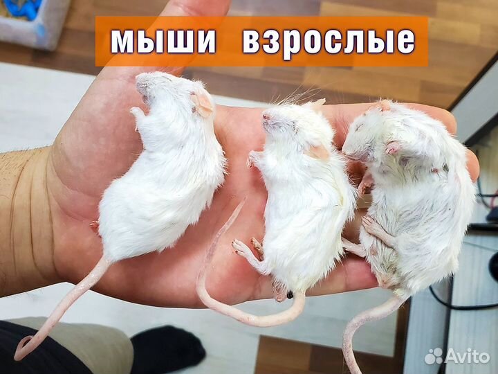 Кормовые грызуны (Заморозка) Мыши Крысы Цыплята