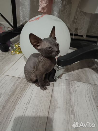 Кошка Сфинкс