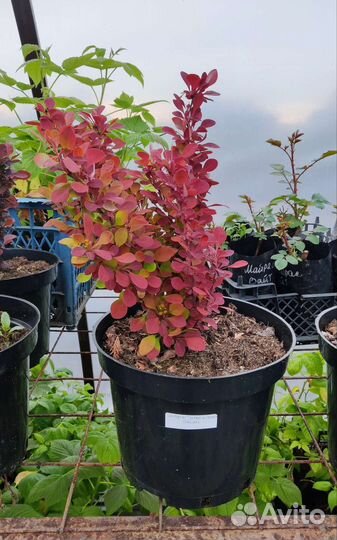 Барбарис тунберга