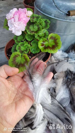 Перья для творчества