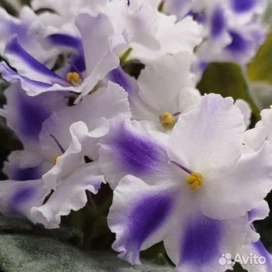 Сортовые фиалки