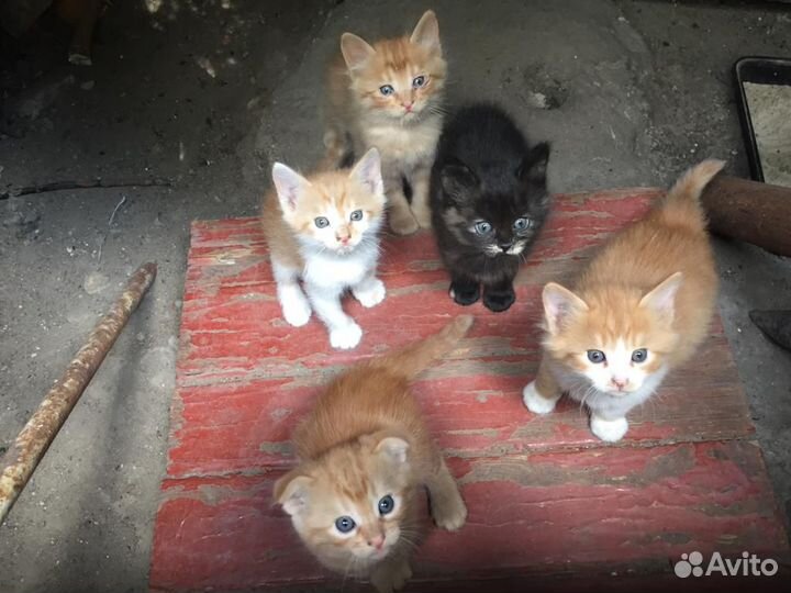 Котята бесплатно