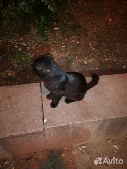 Шотландский кот (кошка) потеряшка