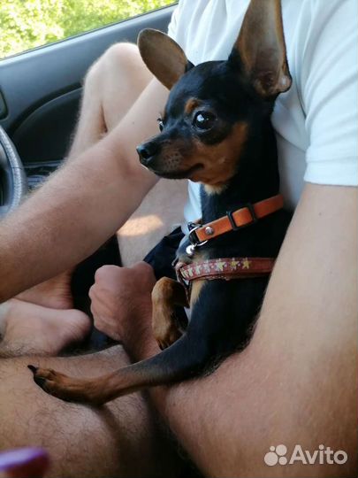 Мини той-терьер вязка