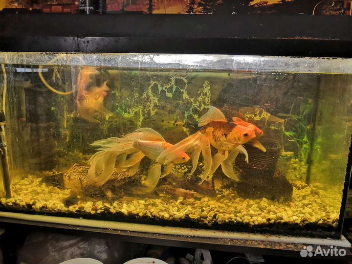 Аквариум и рыбки