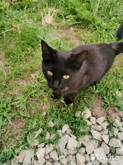 Черная пантера