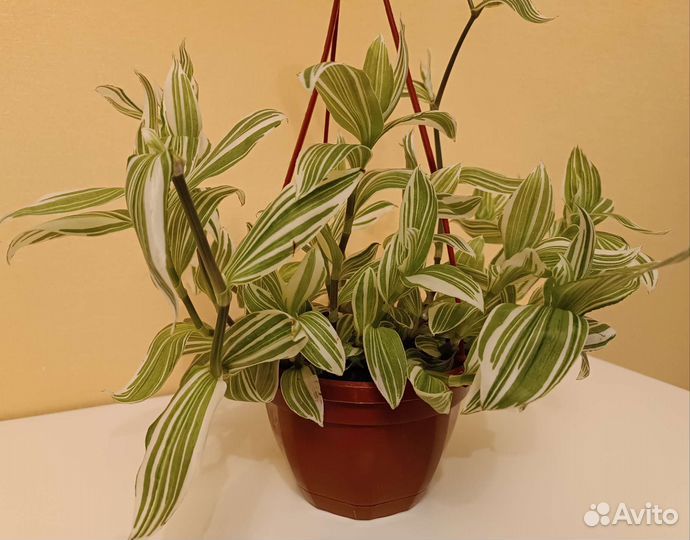 Традесканция белоцветная