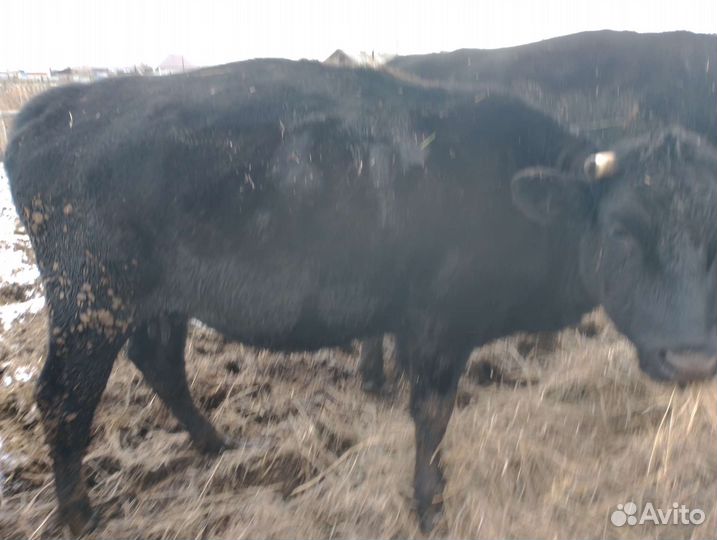 Корова стельная