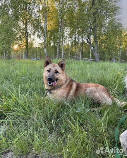 Ищем дом для нежной Бекки. Лесной приют