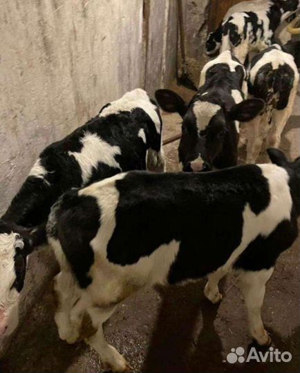 Телята бычки