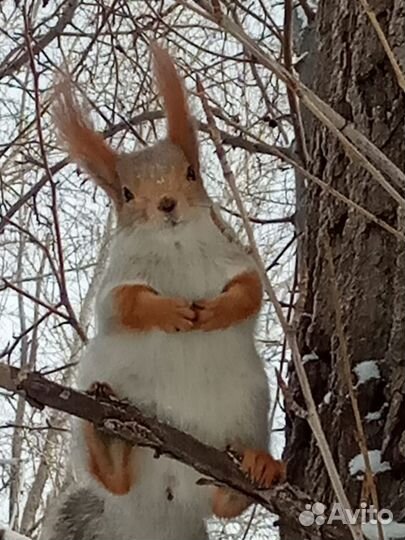 Белка, бурундук, японская момонга