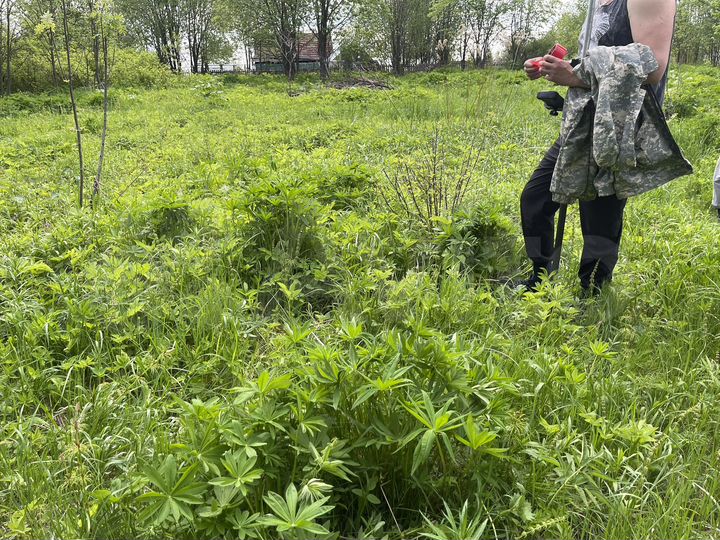 Участок 17,6 сот. (СНТ, ДНП)