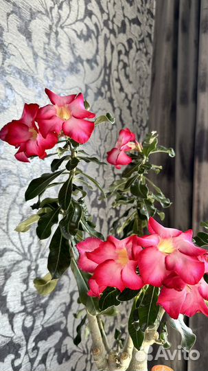 Адениум крупномер