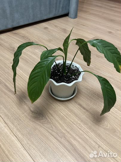 Спатифиллум