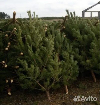 Сосна новогодняя оптом