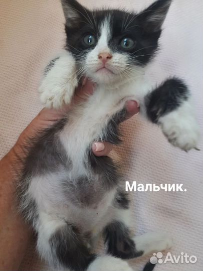 Котятам нужен дом