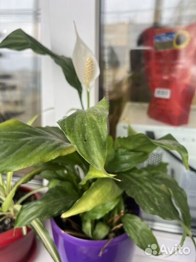 Спатифиллум